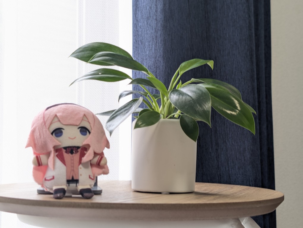 観葉植物とにじぱぺ周央サンゴ